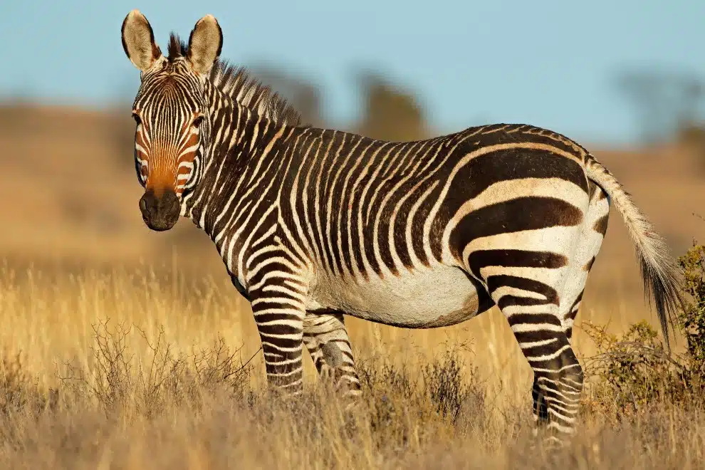 Zašto zebre nemaju čir na želucu (a mi imamo)?